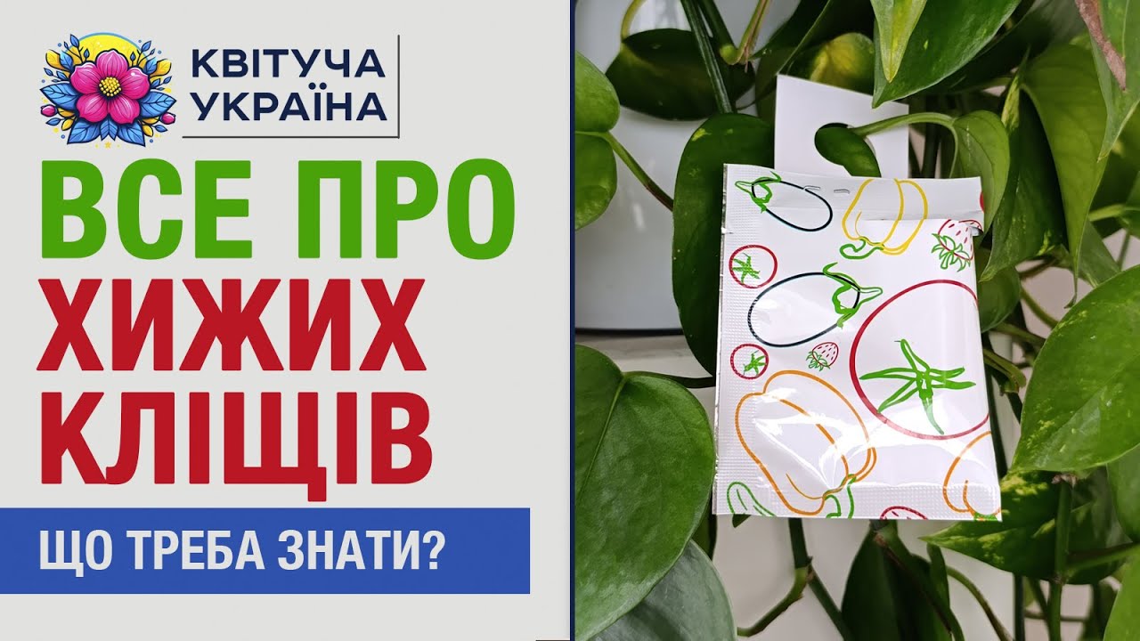 ХИЖИЙ КЛІЩ 🕷 Все про ентомофагів. Як працює, чи безпечний, як використовувати.