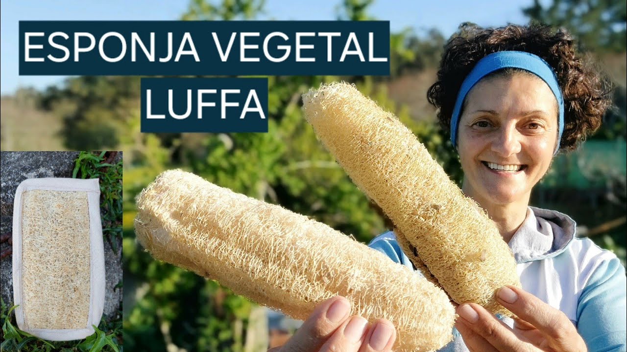 ESPONJA VEGETAL ~ LUFFA  🧽🥒  (Como plantar, coidala e facer estropajo)  || {NUSKA}