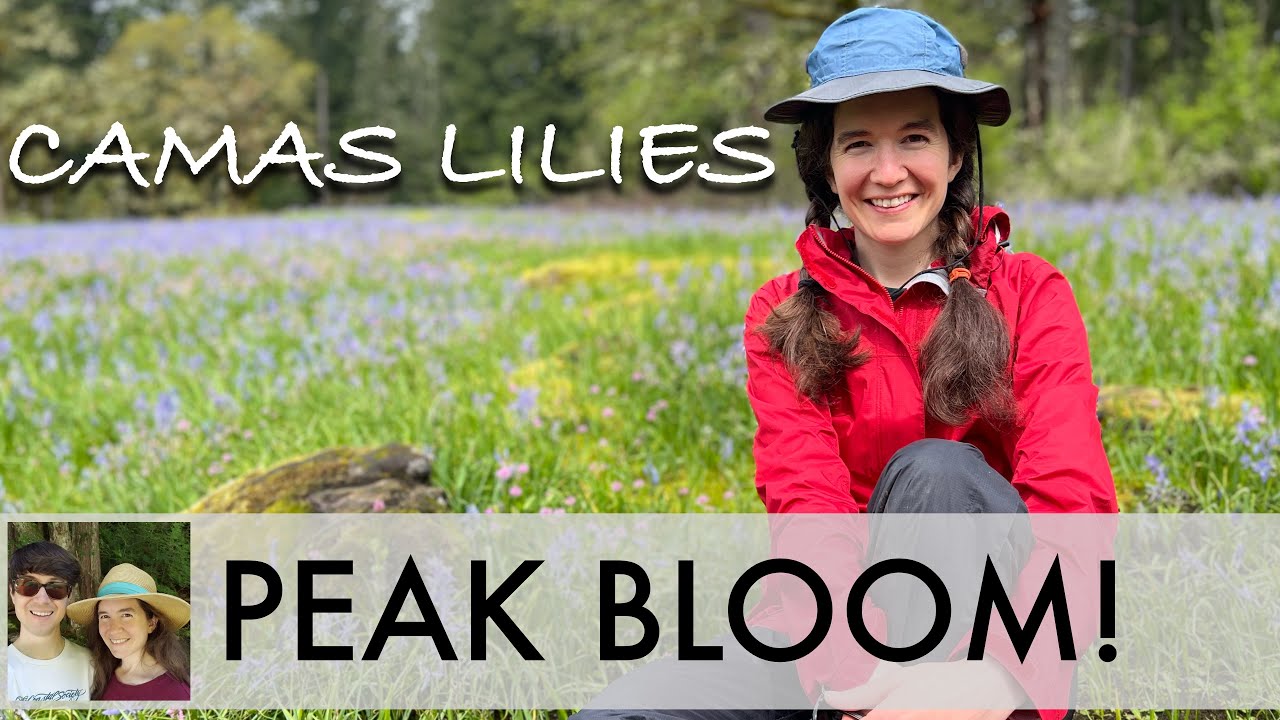Camas Lily Meadows in Peak Bloom at Lacamas Park in SW Washington
