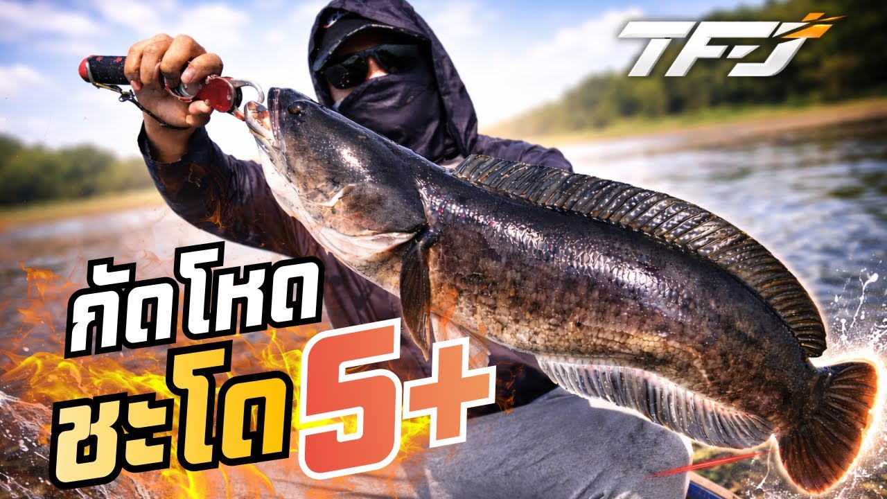 กัดโหด! ชะโดไซต์ 5+ โดนเต็มคำ | อ่างลำเชียงไกร