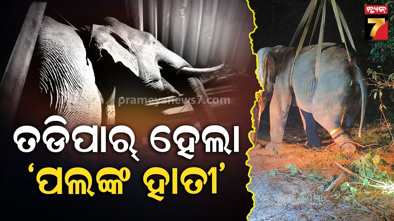 ସଫଳ ହେଲା ବନ ବିଭାଗର ପ୍ରୟାସ, କାବୁ ହେଲା ପଲଙ୍କ ହାତୀ | Elephant Palanka | PrameyaNews7