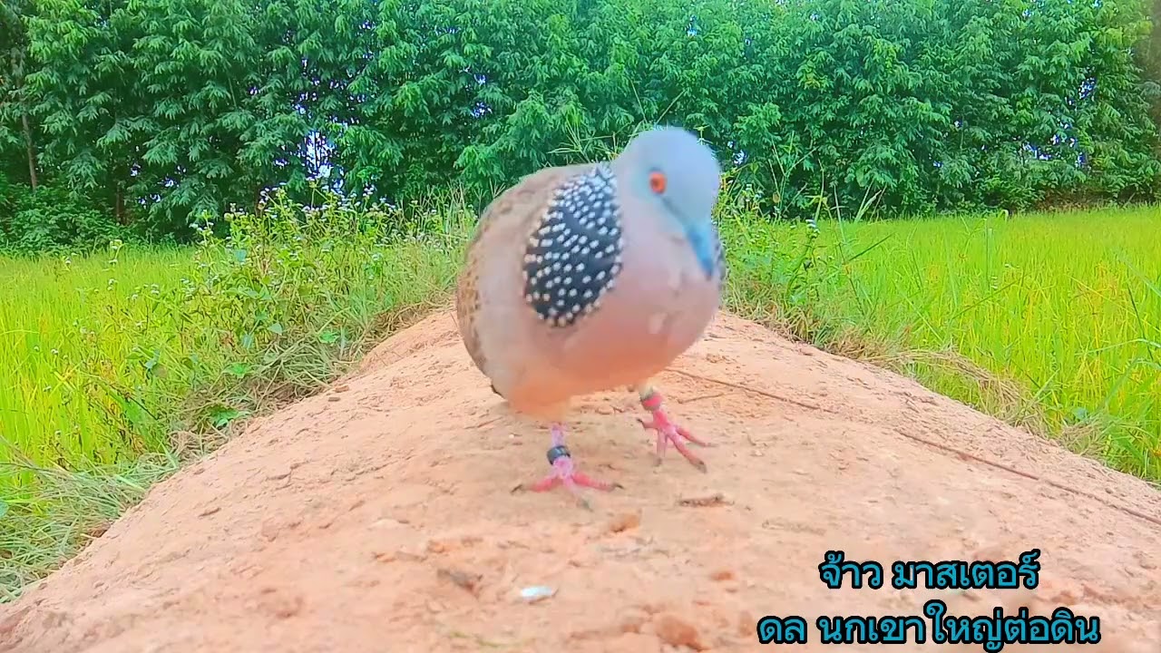 นกต่อสายพันธุ์ดุ ครบเครื่องเรื่องลีลา นกเขาใหญ่ต่อดิน #นกเขาสายมาเลย์เซีย