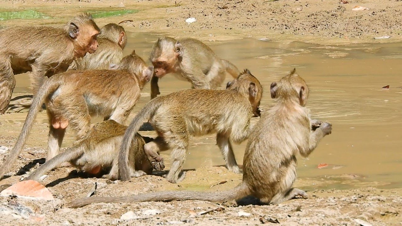 Monkey Janna Has Manny Friends In Amber Group, Good Job Poor Monkey Janna