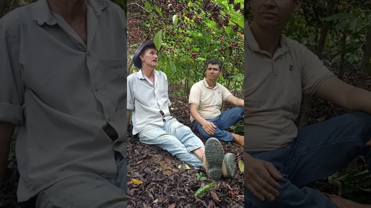 Café Conilon - Sistema adensado de 1 galho por planta.