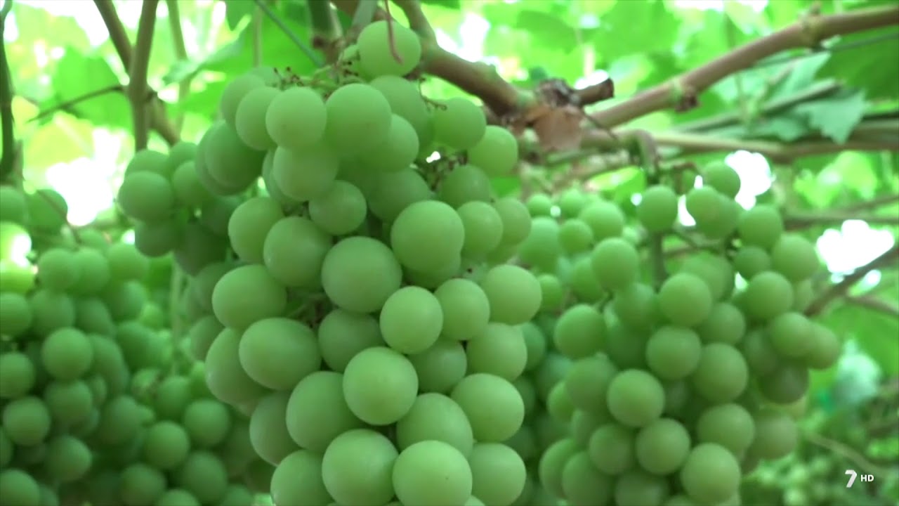 C&Oacute;MO PRODUCIR UVA DE MESA 🍇