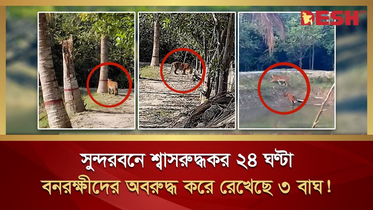 সুন্দরবনে ৩ বাঘের ভয়ে অবরুদ্ধ বনরক্ষীরা! Sundarban tiger attack | Fear of the tiger | Desh TV