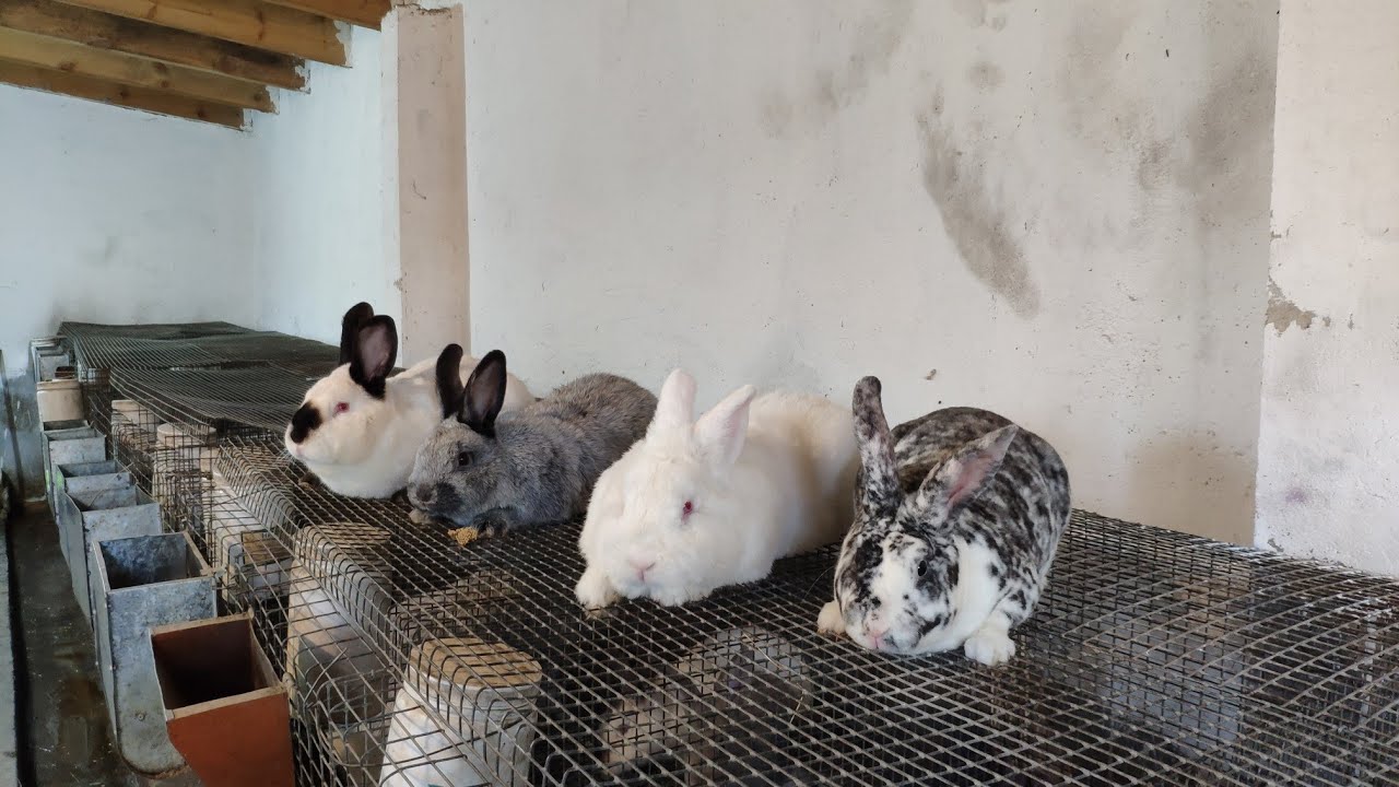 Qusar/Qayakənd dovşan ferması/Cins dovşanlar və satiş