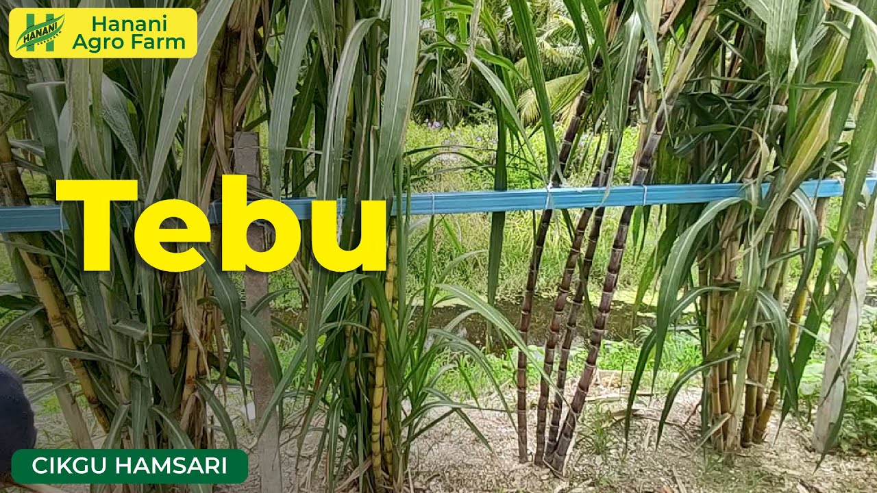 Kesan baja pada pokok tebu | Hanani Agro Farm