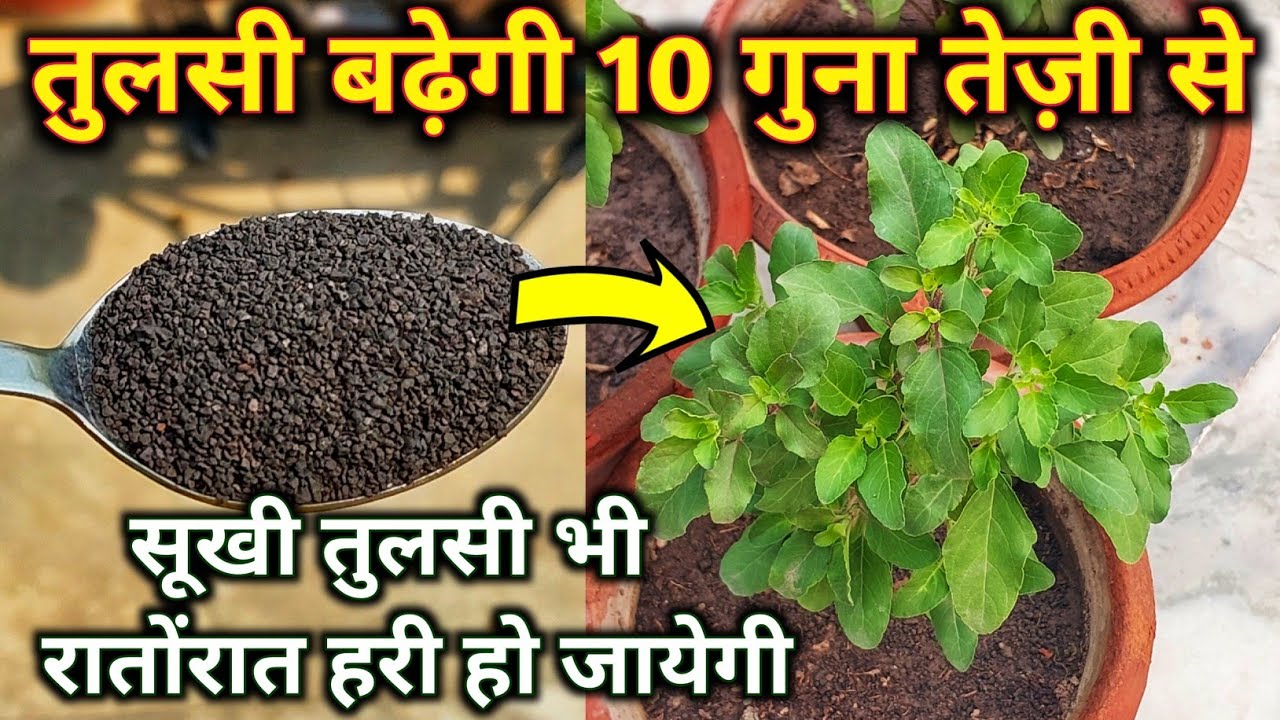 TULSI PLANT CARE.Best homemade fertilizer for tulsi.तुलसी.Tulsi.तुलसी की देखभाल.तुलसी का पौधा.