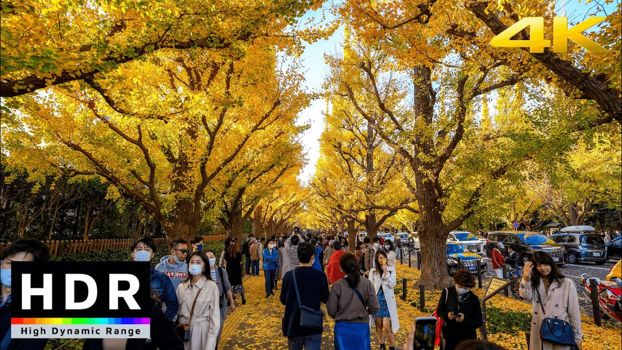 【4K HDR】Autumn Leaves in Tokyo - Jingu Gaien Ginkgo Avenue - Japan Walking Tour 2020