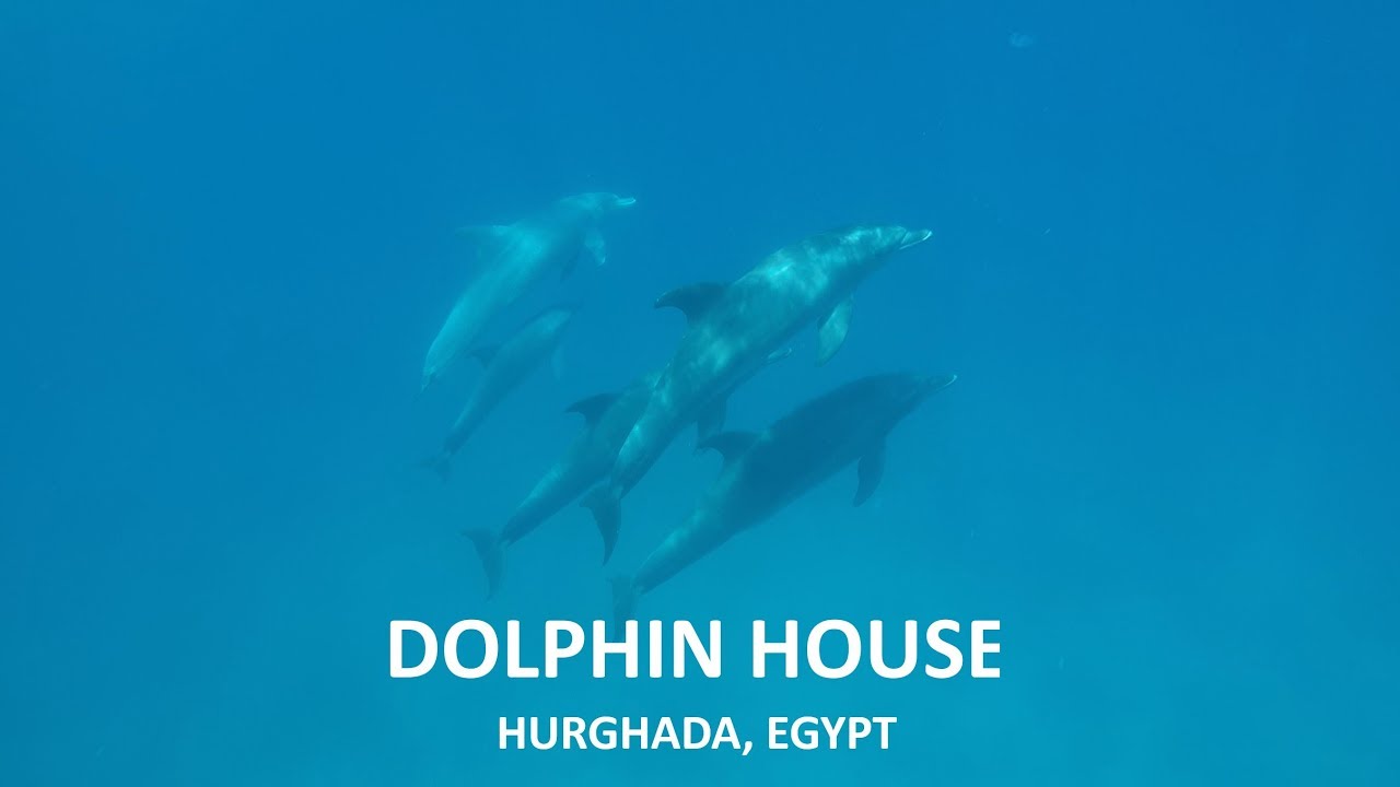 DOLPHIN HOUSE • HURGHADA, EGYPT 🇪🇬 • 2019