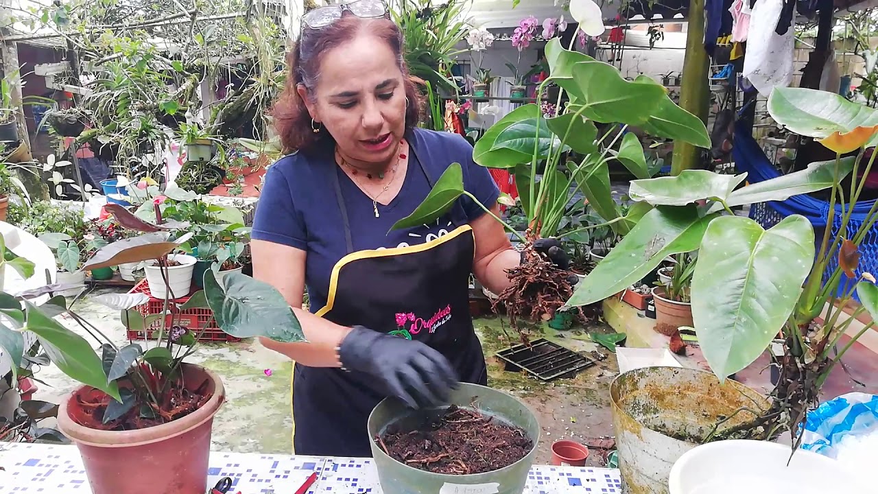 Trasplante de Anturios 🌺