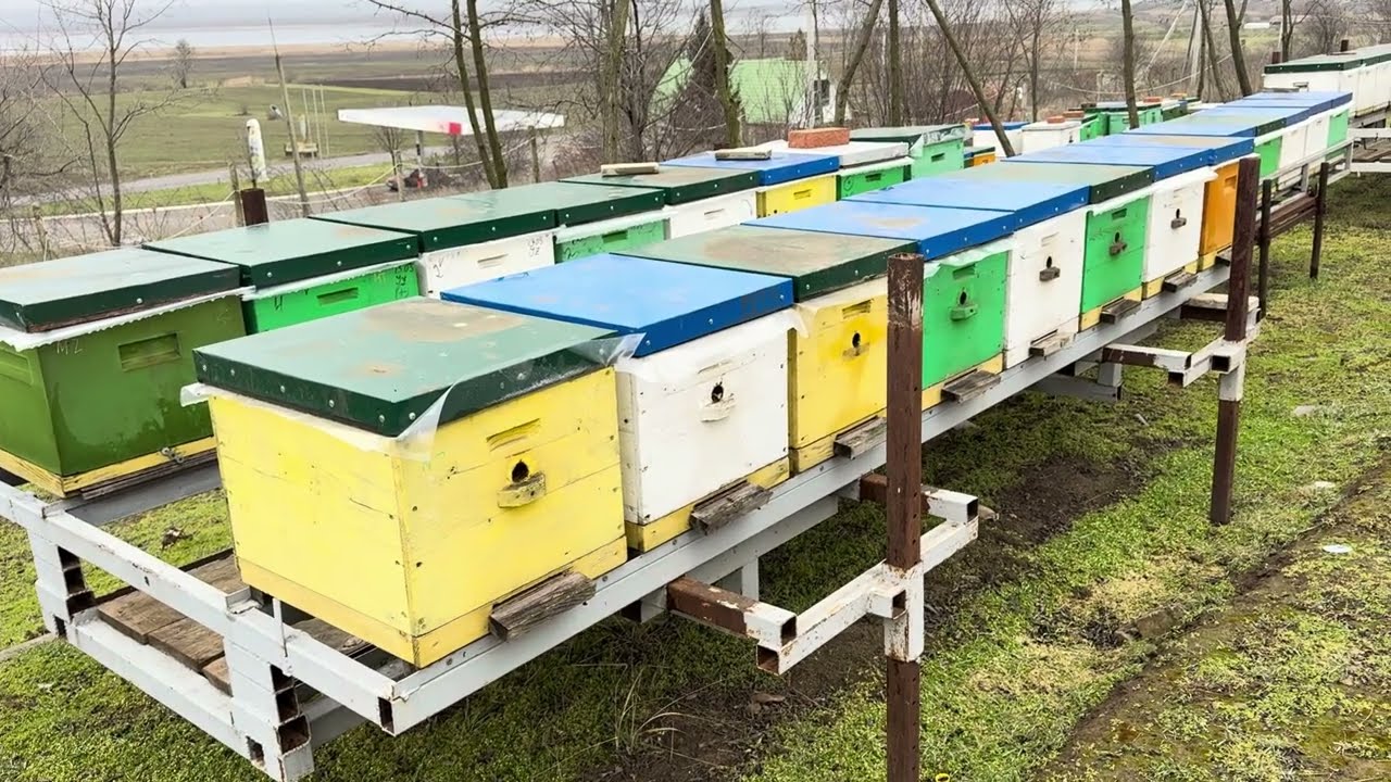 Situația la @# Albine 5.02.2026