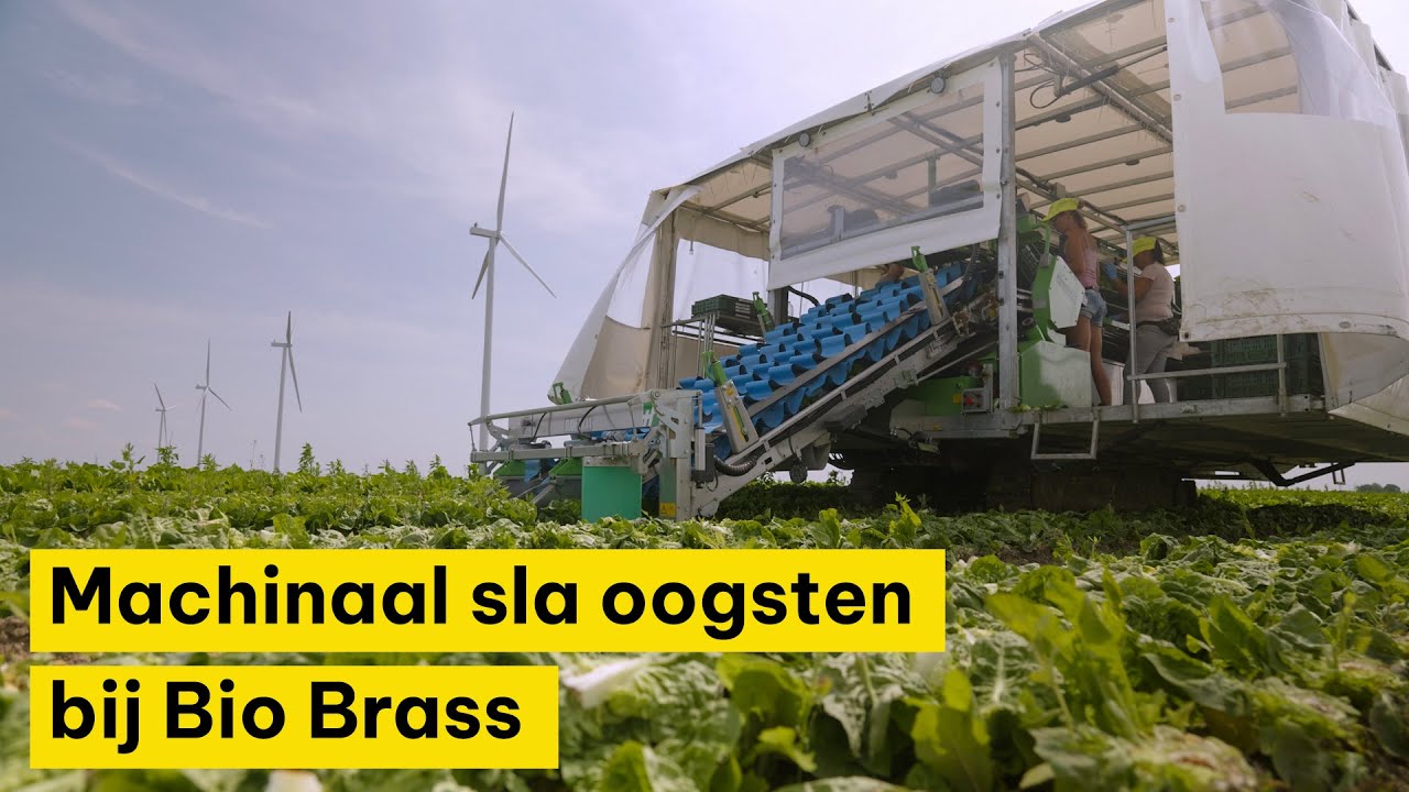 Sla-oogstmachine zorgt voor arbeidsverlichting bij Bio Brass