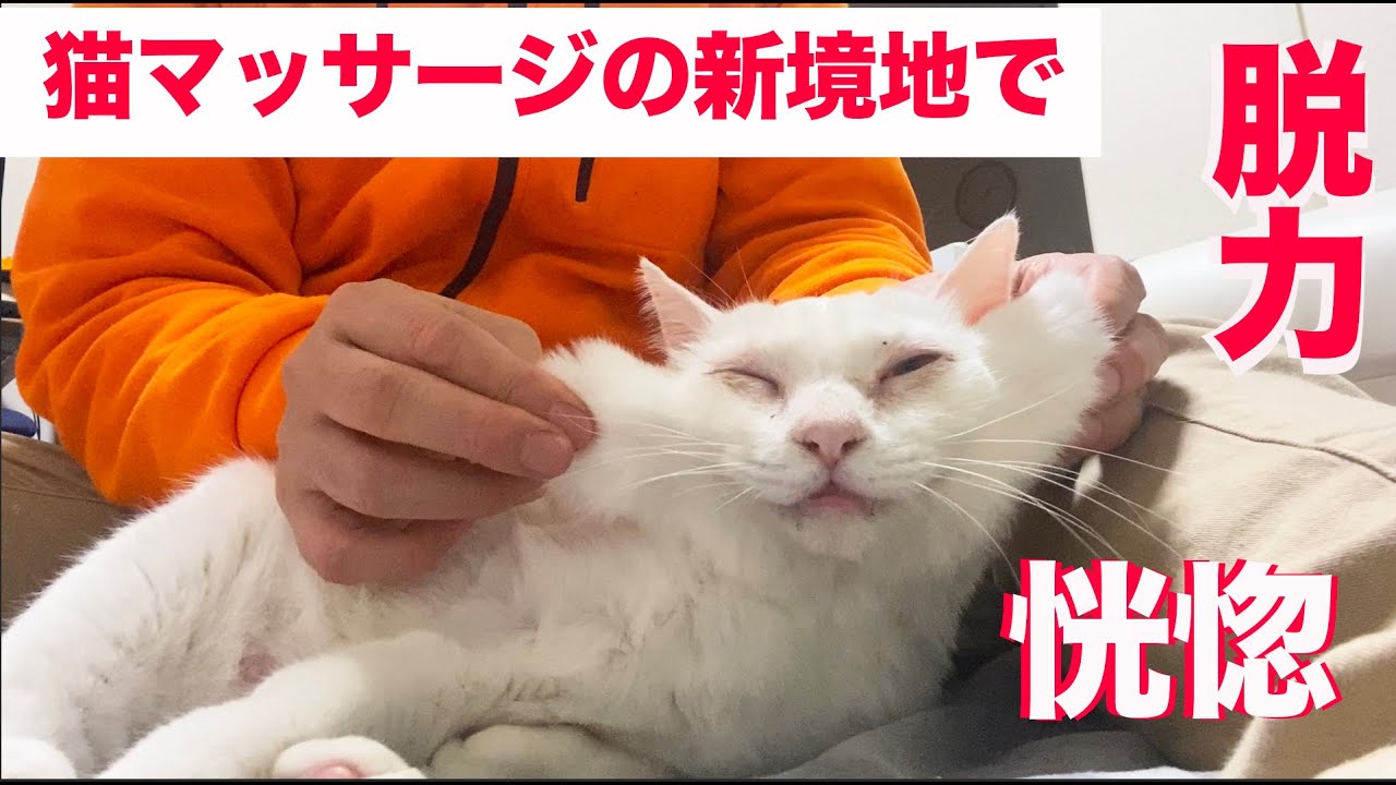オッドアイの白珍獣、猫マッサージでうっとりする The cat massage for the  odd-eye senior white cat