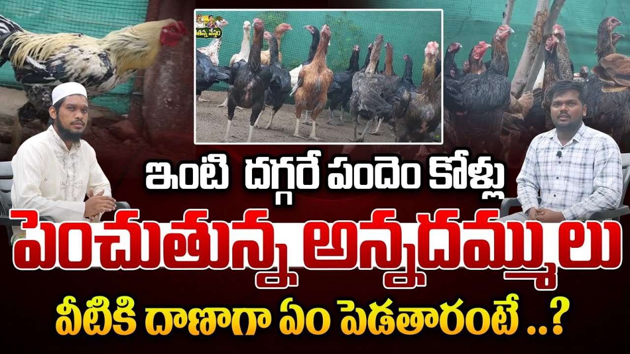 పందెం కోళ్లు పెంచుతున్న అన్నదమ్ములు | Brothers raising racing chickens | Poultry | Rythanna Nestam