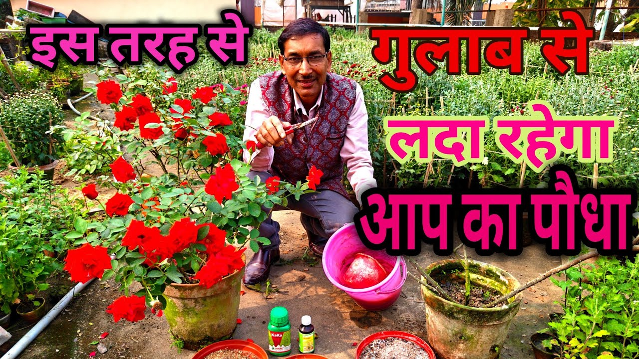 बस इतना सा कीजिए गमले में भर भर कर गुलाब उगेंगे। Rose flowering super tips