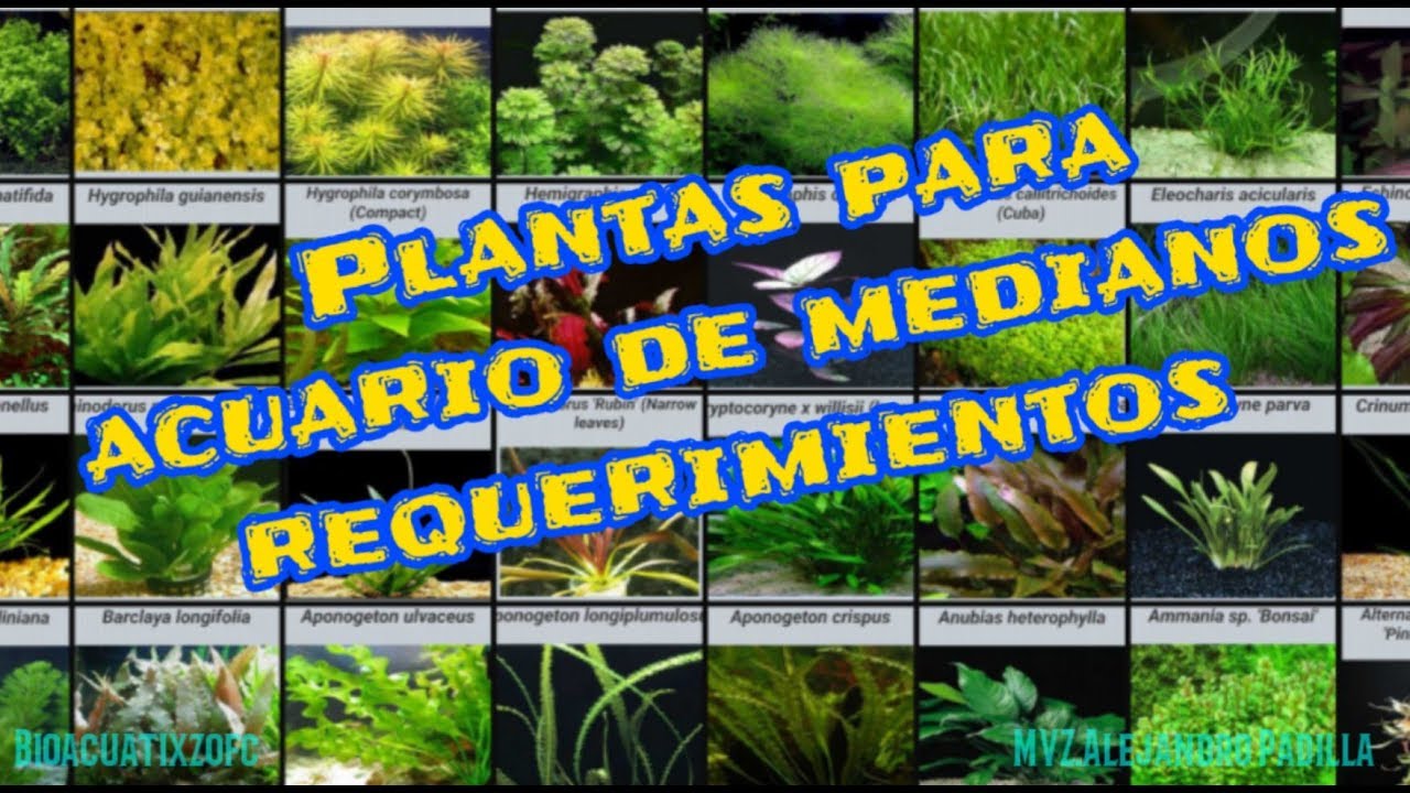 Plantas de medios requerimientos para acuario