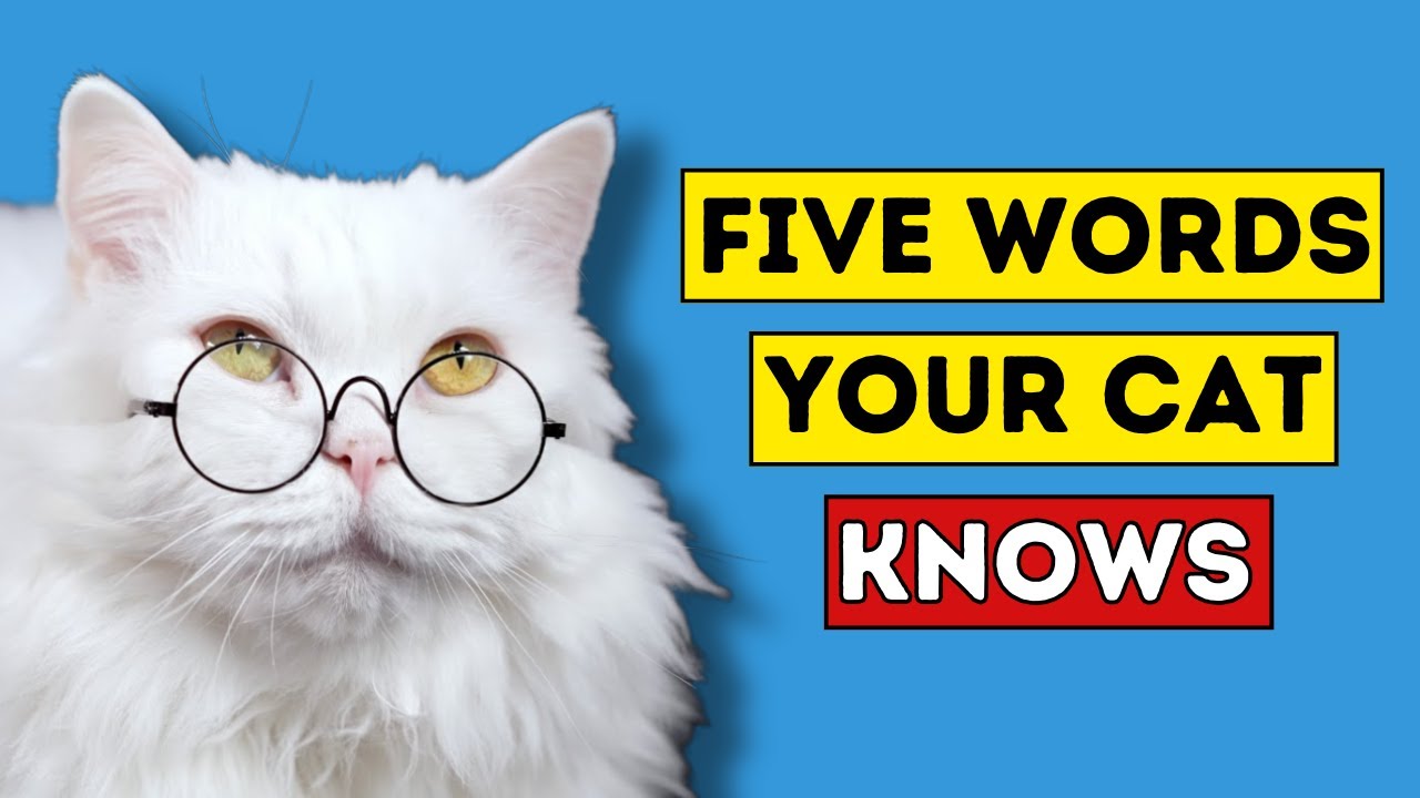 5 Words Your Cat Actually Understands (Science-Backed!)