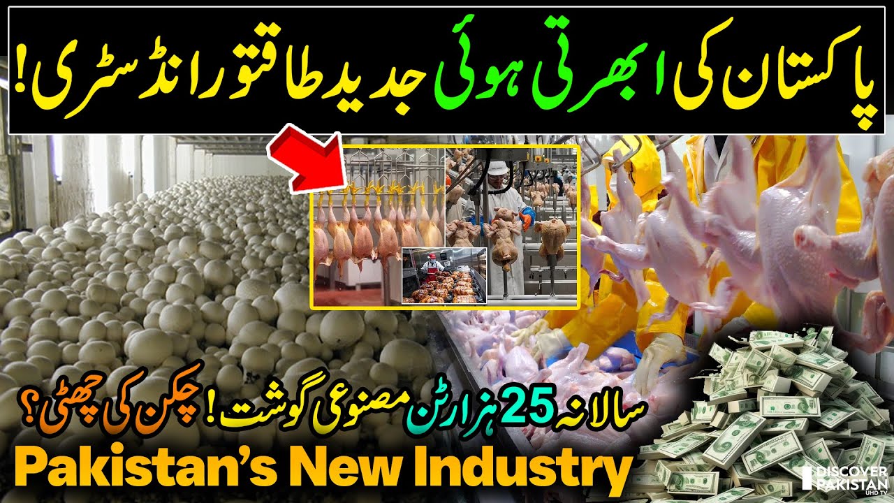 Pakistan's Emerging Modern Powerful Industry ! Mushroom Technology in Pakistan | Discover Pakistan
