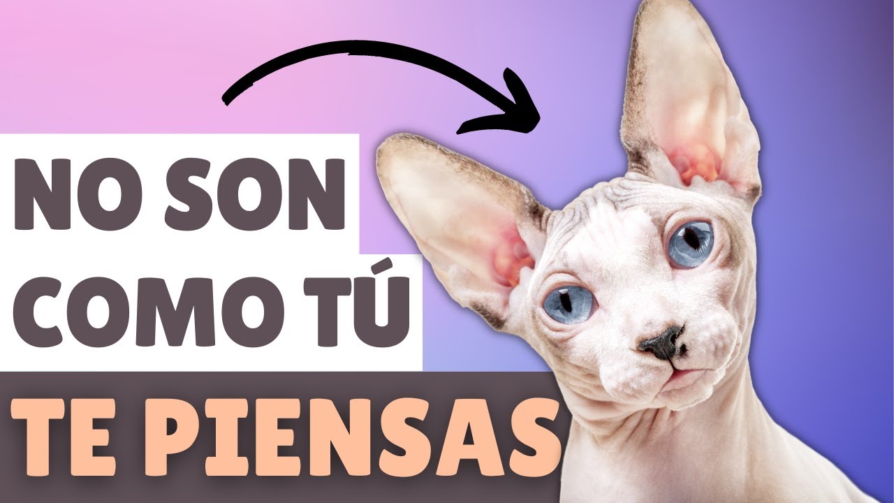 GATOS ESFINGE: 9 cosas que necesitas saber
