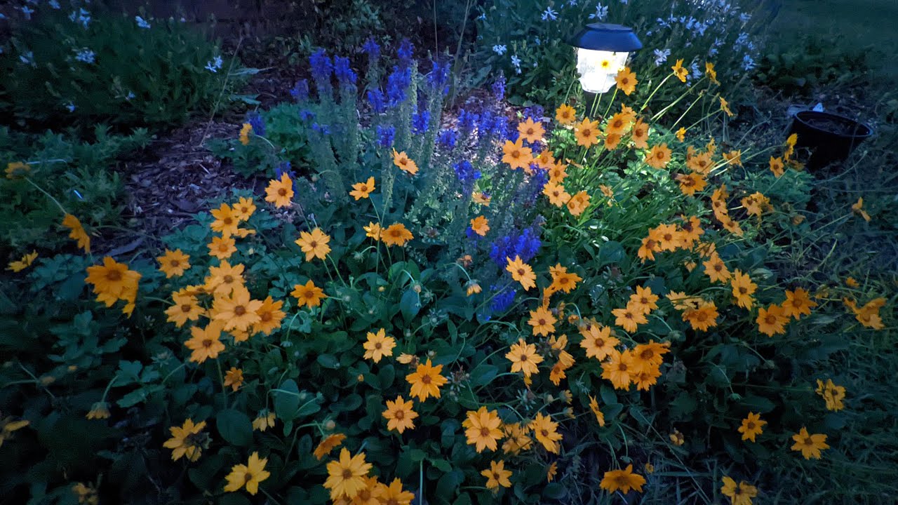 Dividing Perennial Coreopsis 🌼🌼🌼