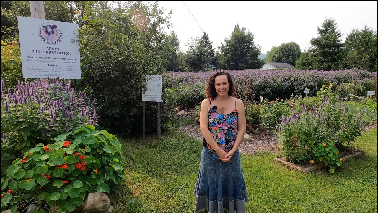 La Reine de L'Agastache | Tante Agastache