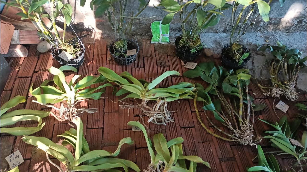 lan rừng bé hai 22/1/26.Lh0942807510.em mời cả nhà mình vào xem bao ship toàn quốc 