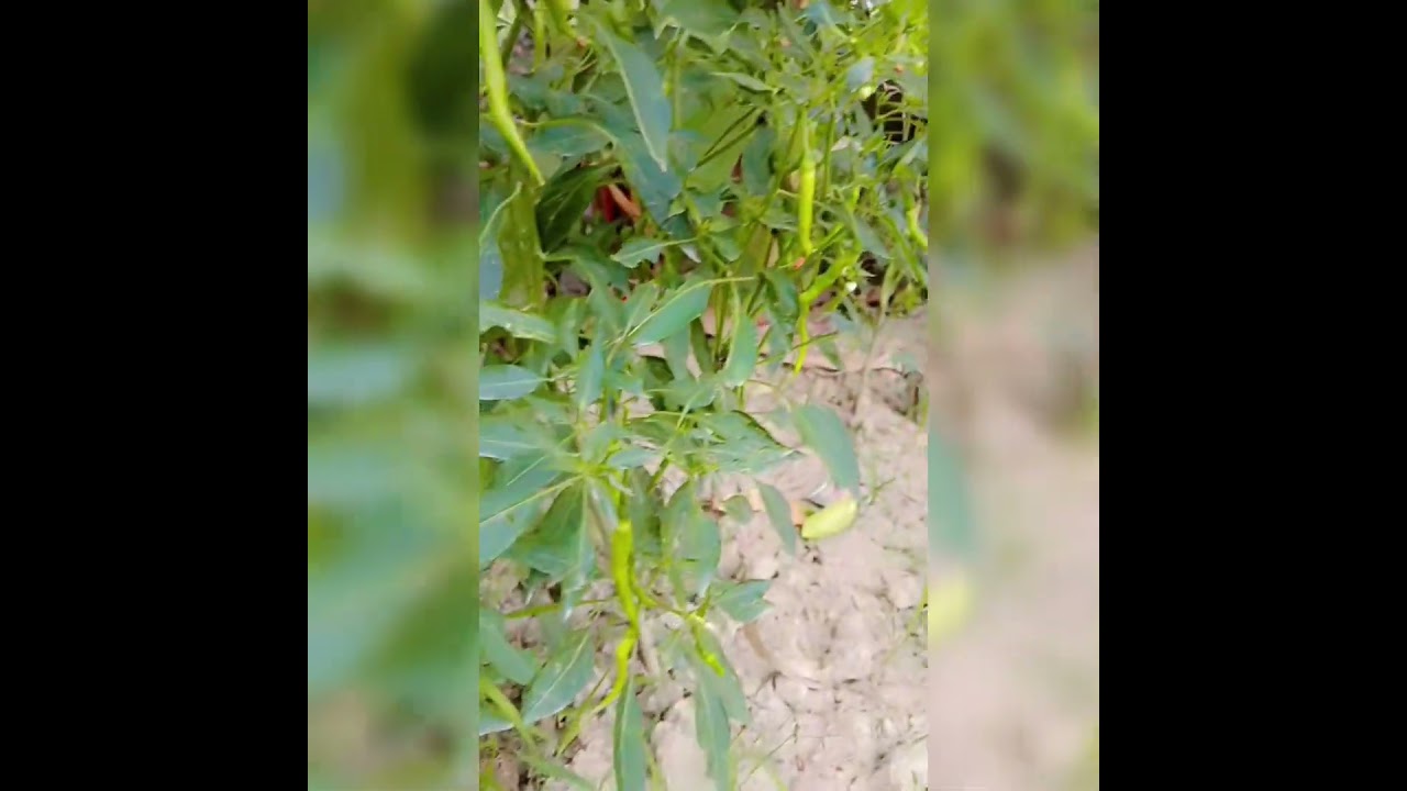 mirch khane ke gajab ka phaeda 🌶️🌶️💚💚💚🌶️🌶️🌶️🌶️