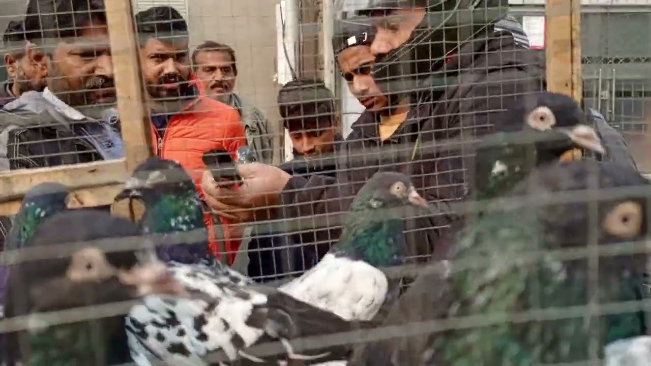 منڈی میں بڑے خوبصورت کبوتر دوست لے کے اتے ہیں خوبصورتی ہیں چیک کریں