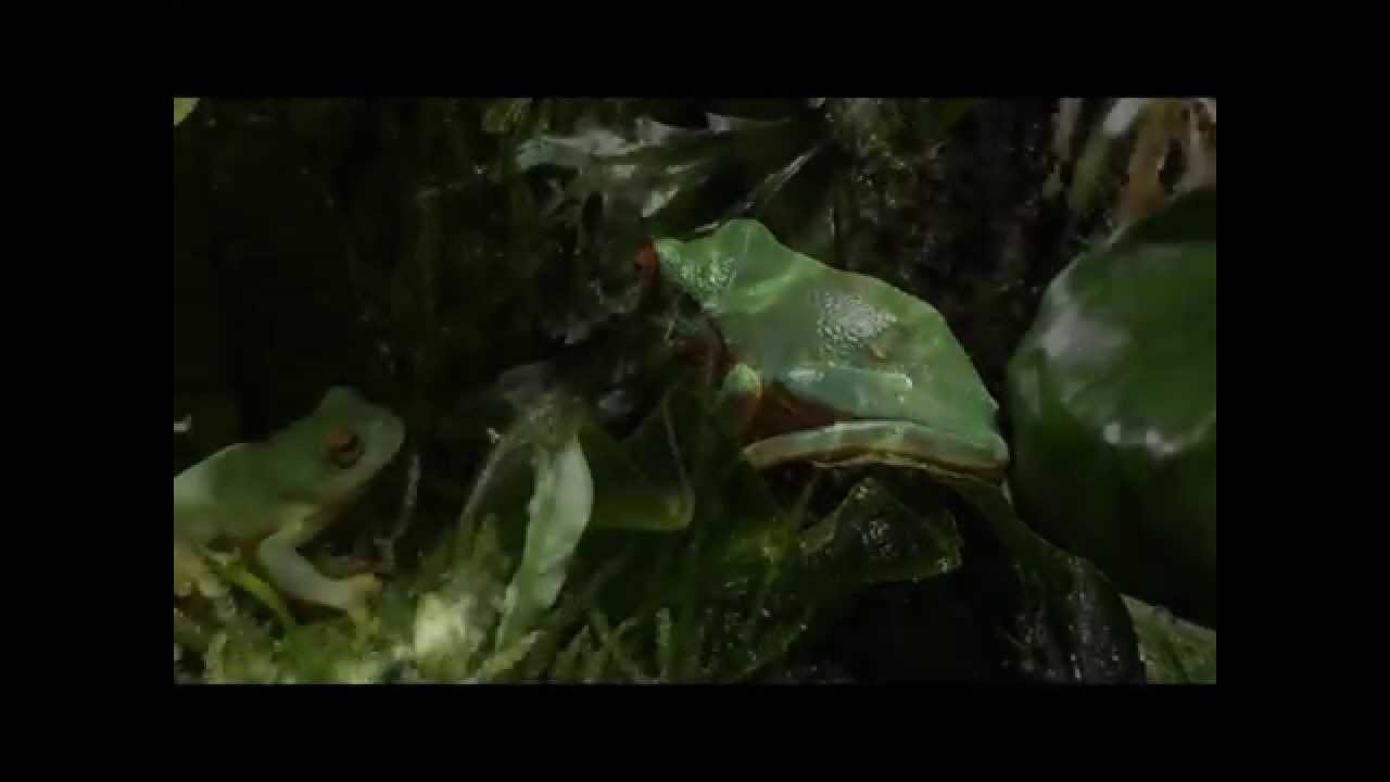 The Billabong Paludarium 10 months old