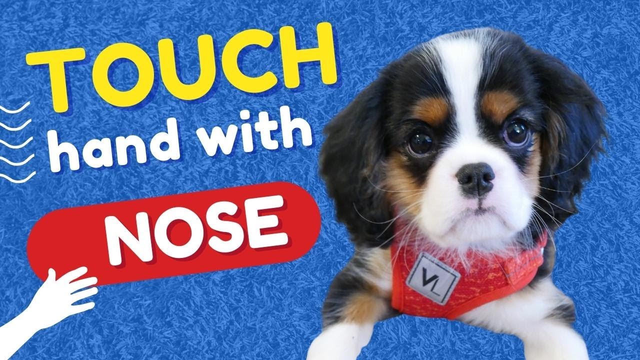 Teach a Dog to Touch Your Hand with His Nose | Target Training Dog Tricks