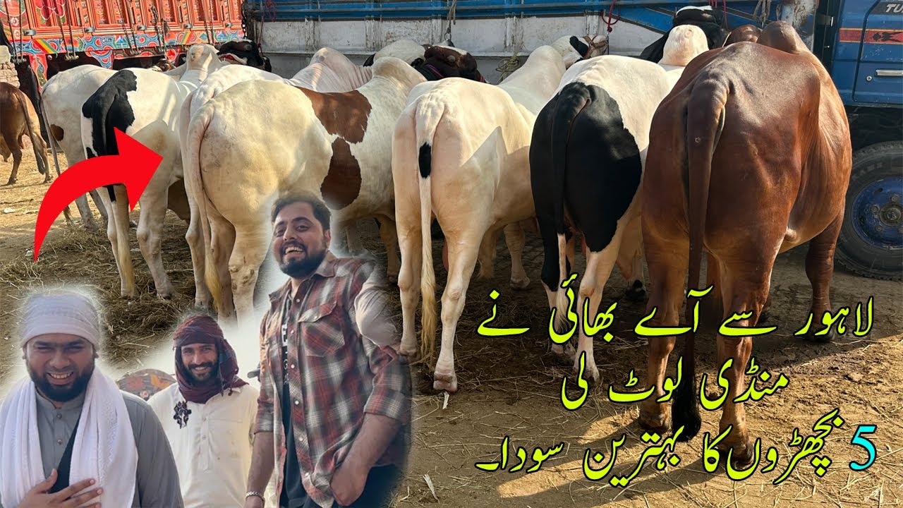 5 Heavy Bachron Ka Soda Kitny Kay Liye Lahore Say Aye Bhaiyon Nay Multan Cow Mandi @SSTvs
