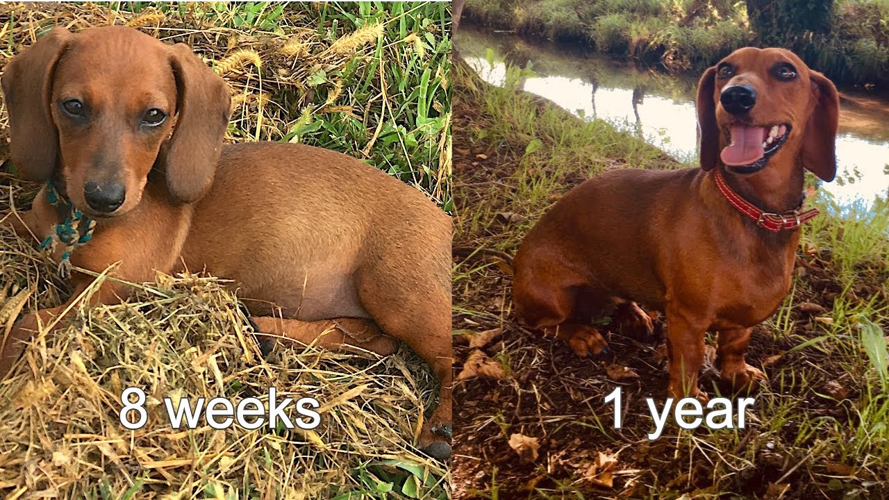 Dachshund Growing up from 8weeks to 1 year