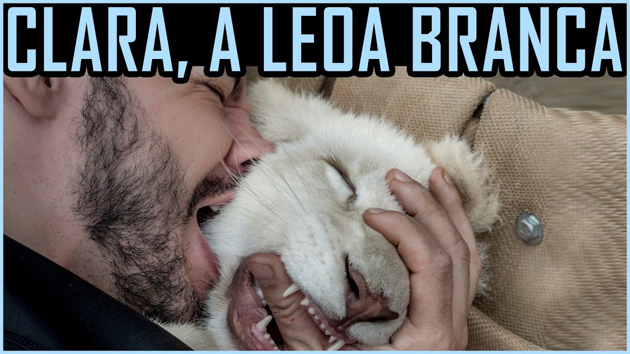 O 1o Leão Branco nascido no Brasil - Cavallini no Zoo do Beto Carrero World