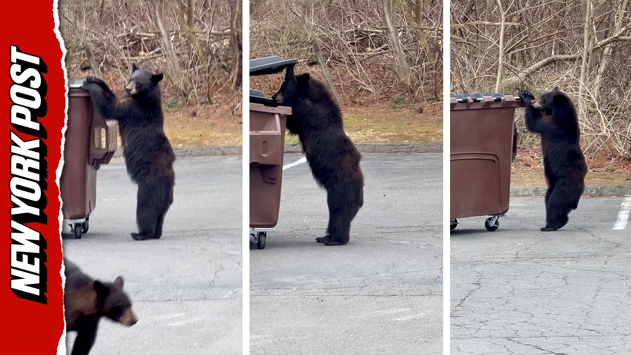 Hilarious Moment Hungry Bear Tries To Take a Whole Dumpster
