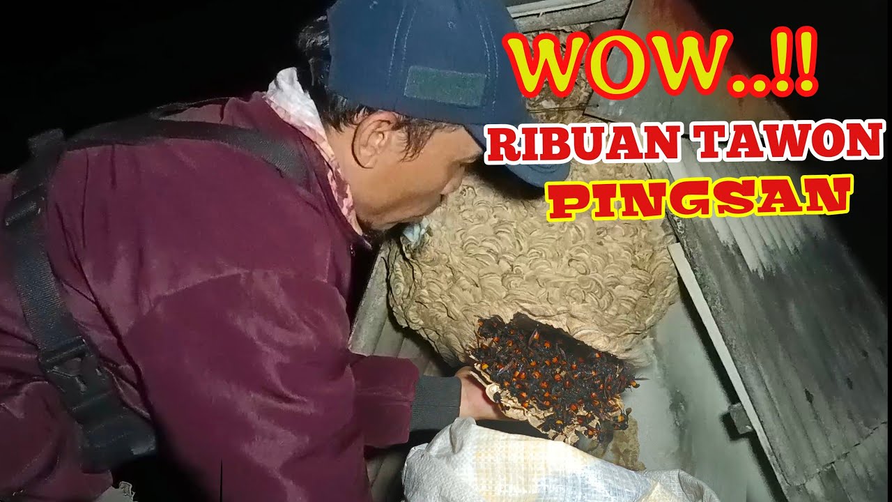 HORNETS NEST EVACUATION..!! CARA MENGUSIR TAWON PALING MUDAH @JAY TAWON