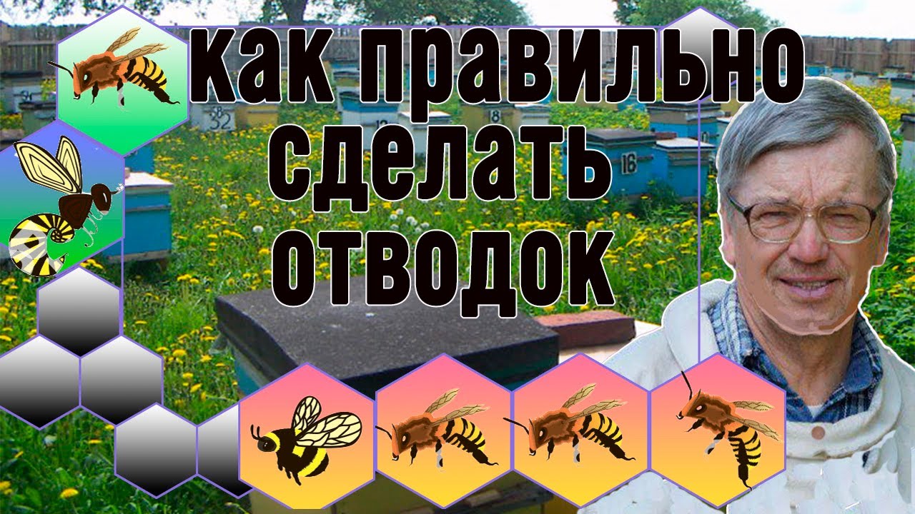 Как правильно сделать Отводок на зимовалую матку