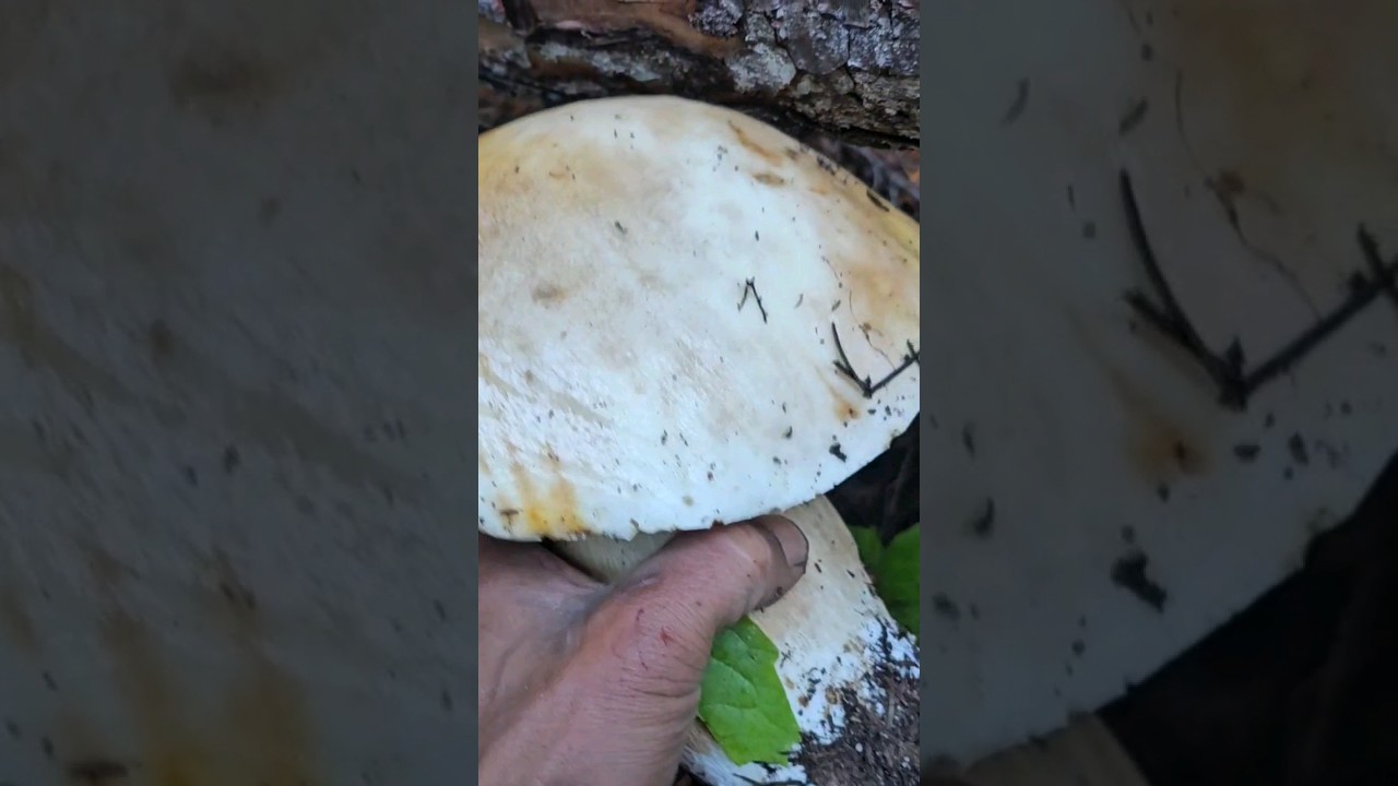 Huge Porcini (KING BOLETE) Mushroom. #foraging #ediblemushrooms #ceps #pennybun