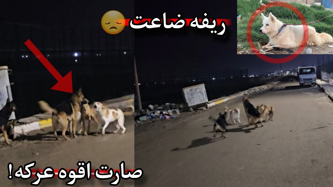 فقدت كلبتي الجميلة ريفه! بحثت بكل مكان _ روك ولوسي دمرن كلاب الشارع!😨🔥
