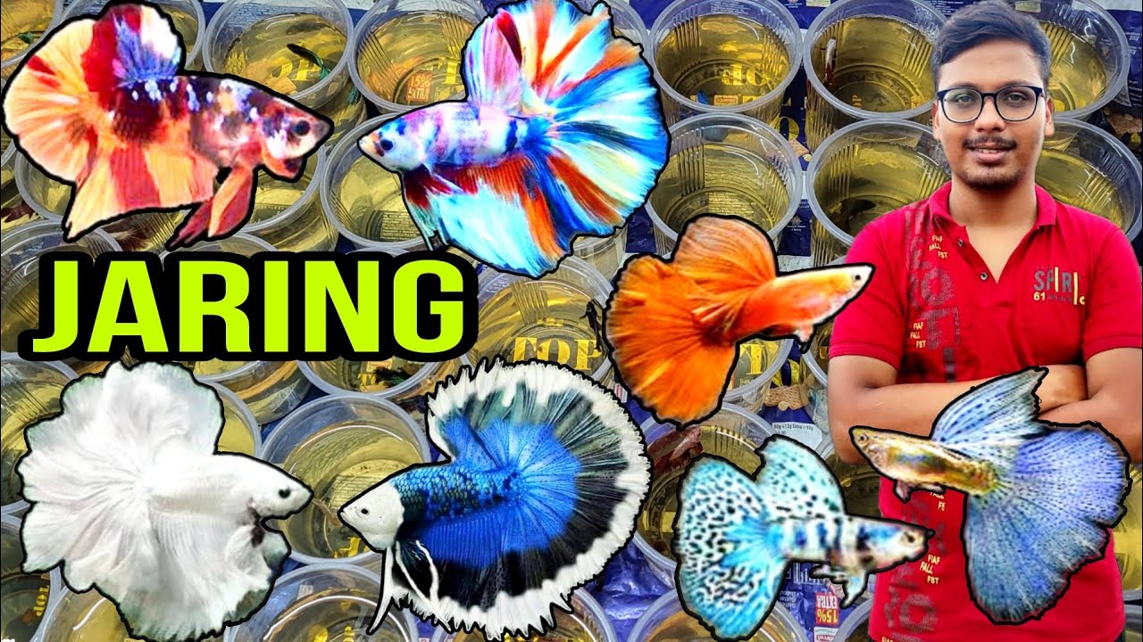 1000+ BETTA FRY JARING A-Z FULL GUIDE IN HINDI | BETTA FISH BREEDING | GUPPY FISH BREEDING