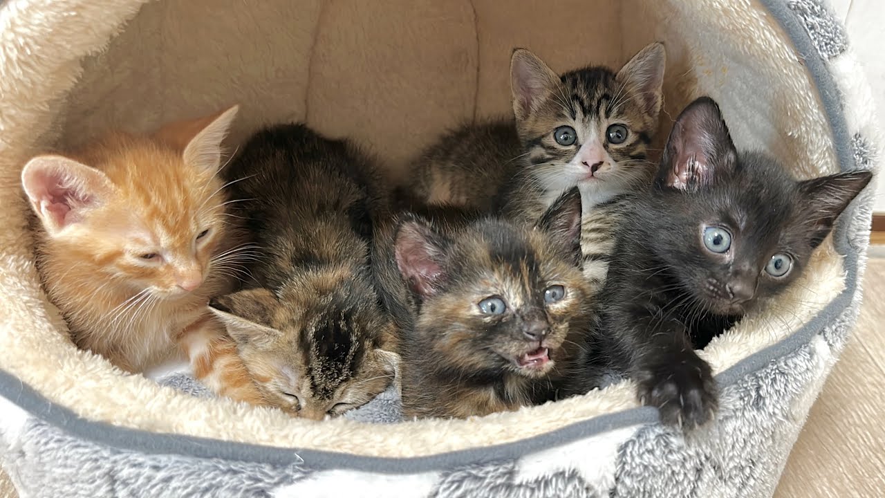 遊び疲れたら次々と眠りにつく子猫たち【ラプ保護物語＆お祭り兄弟日記】Kittens are tired of playing and go to sleep one after another.