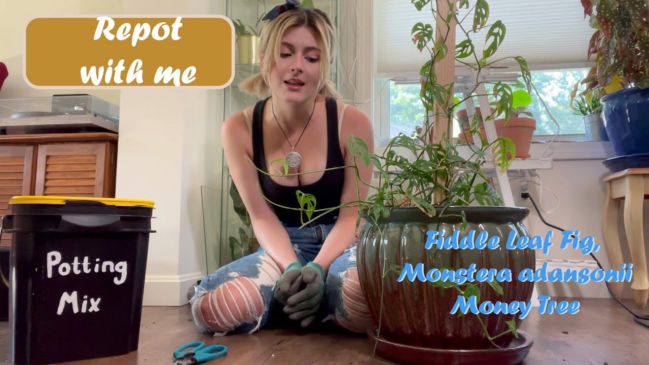 Fiddle Leaf Fig Repot
