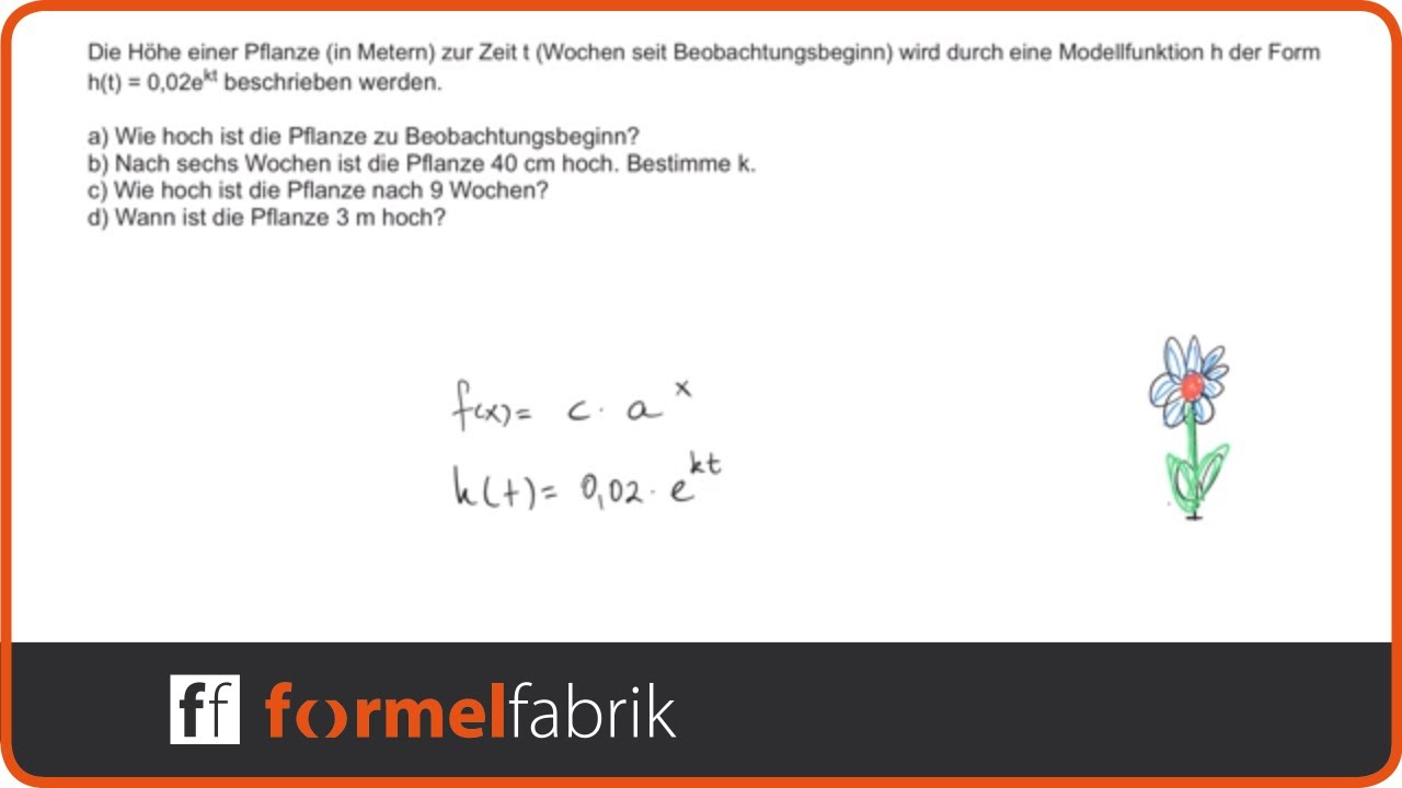 Exponentialfunktion bestimmen – Textaufgabe Kletterpflanze (Oberstufe)