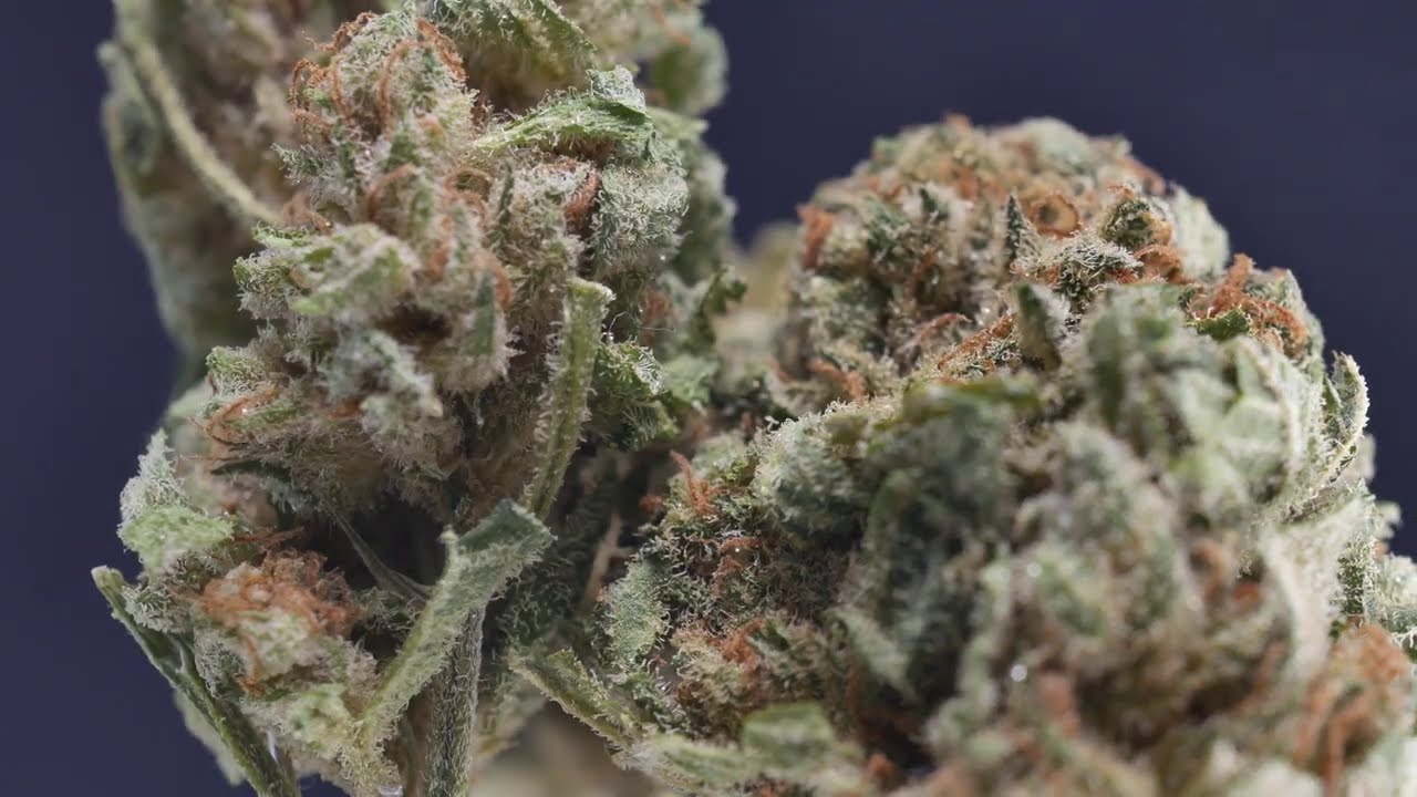 4K Cannabis 003 - Riff Two-tone Ban #SQDC