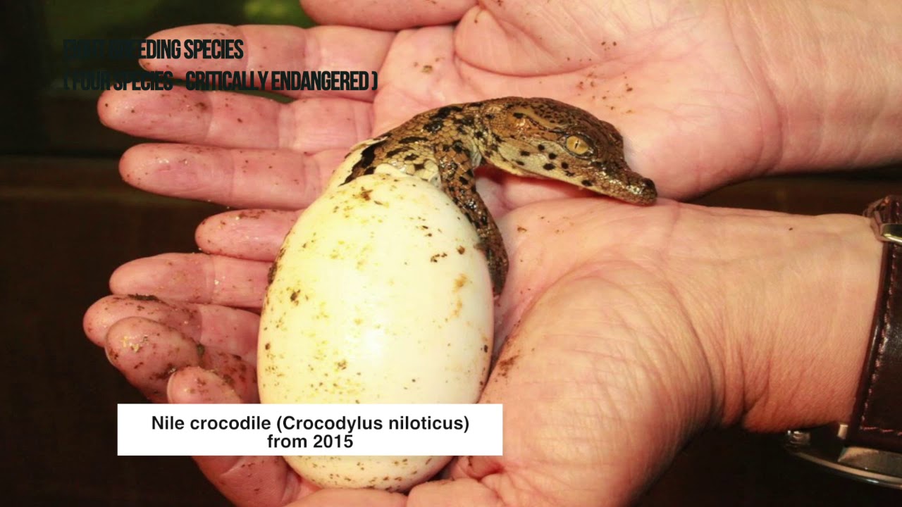 Protivin Crocodile ZOO - Krokodýlí ZOO Protivín