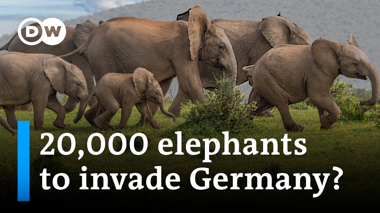 What's behind Botswana's president's threat to send elephants to Germany? | DW News