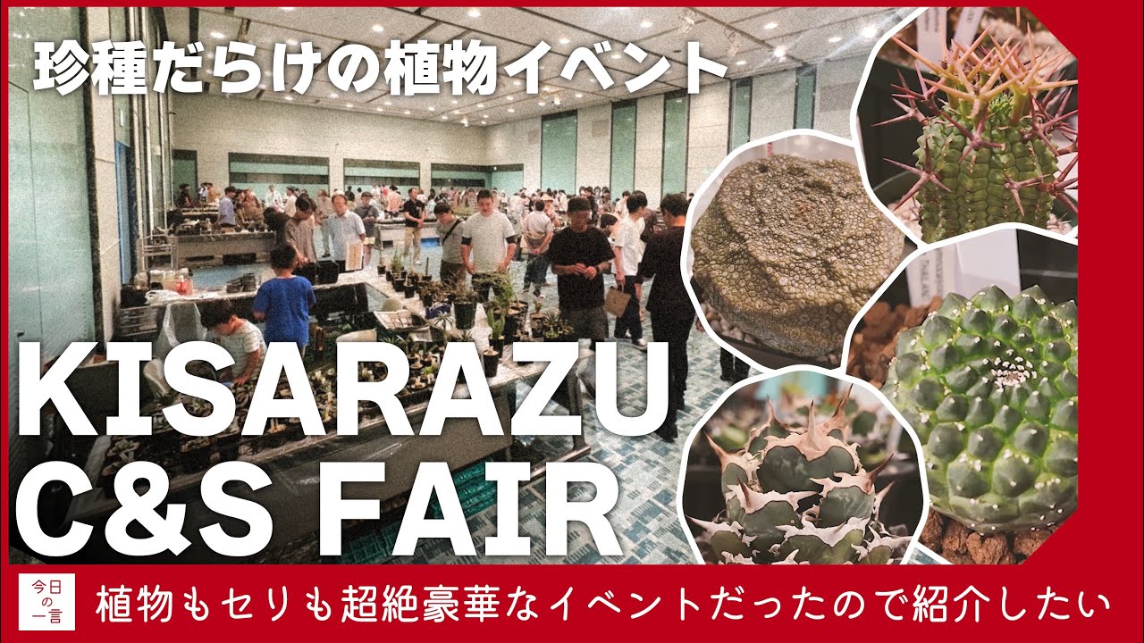 珍種ばかりの植物イベント「KISARAZU C&S FAIR」が楽しすぎたので紹介したい【アガベ・塊根・多肉】