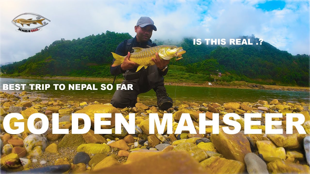 Golden Mahseer and my best trip to Nepal so far !