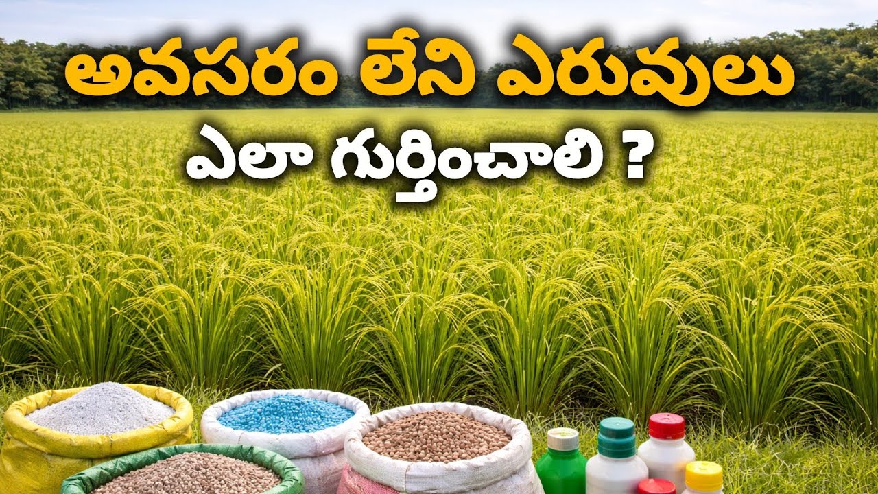 అవసరం లేని ఎరువులు ఎలా గుర్తించాలి? | Fertilizer Mistakes Telugu | Rythu Sedyam | రైతు సేద్యం 